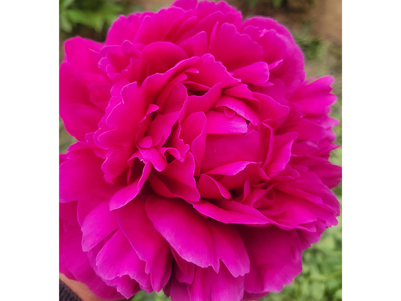 紅富士 中早期 花徑極大 重瓣型